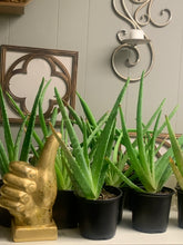Load image into Gallery viewer, Aloe Vera Plant